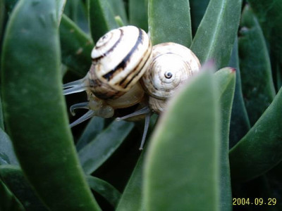 schneckenduo03.jpg