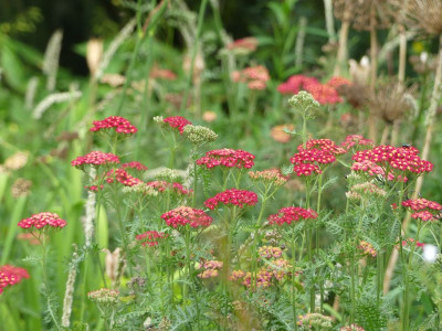 2023-08-12 Achillea.jpg