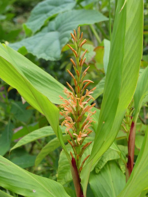 2023-08-12 Hedychium densiflorum 1.jpg