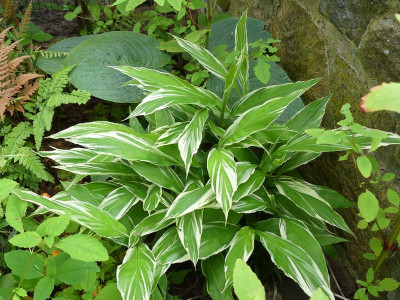 2023-08-12 Zingiber mioga 'White Feather'.jpg