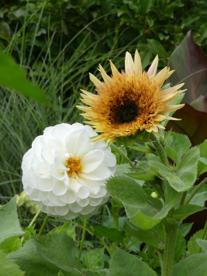 2023-08-12 Helianthus annuus 1.jpg