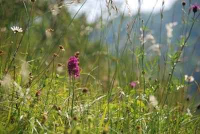pyramidenorchis_in_der_wiese.jpg
