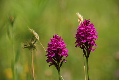 pyramidenorchis.jpg
