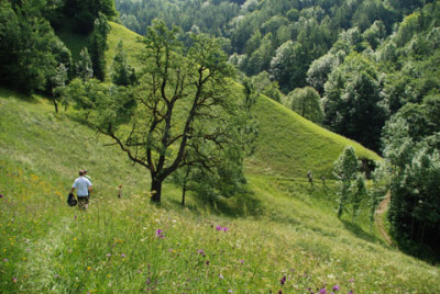 rueckweg_wiese.jpg