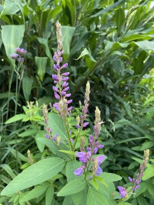 Desmodium canadense August 2023.jpg