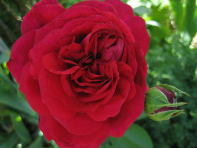 06.08_Falstaff.jpg