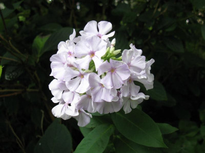 Phlox amplifolia Hessenhof 2.JPG