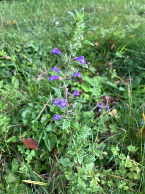 IMG_0301.jpeg