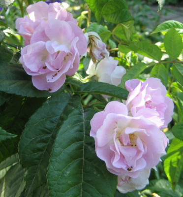 06.08_Bess_Lovett_1.jpg