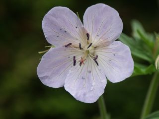 pratense_0801.jpg