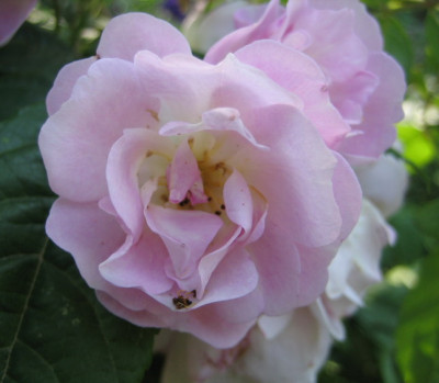 06.08__Bess_Lovett_2.jpg