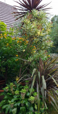 20230813_183940 Kübelgarten.jpg