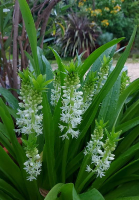 20230813_200545 Eucomis autumnalis.jpg