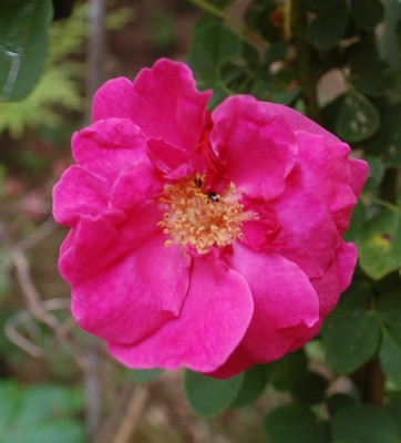 Cerise_Bouquet_0010__HG_28858.jpg