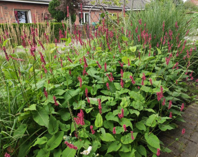 20230813_Persicaria.jpg
