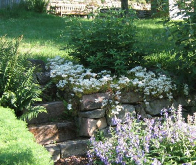Sedum_album_20080622.jpg