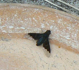 Hautfl_08_06_22.jpg