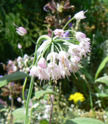 Allium_cernuum_hell_08_06_22.jpg