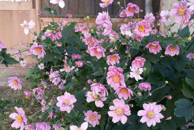 Anemone Serenade1.JPG