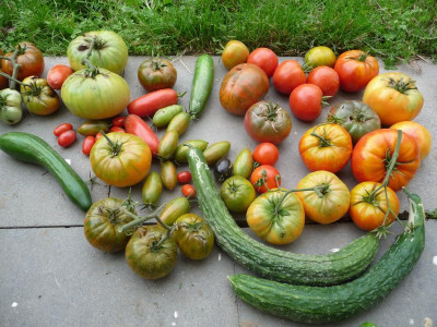 Gurken und Tomaten.jpg