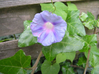 impomoeamitrosa.jpg