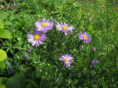 Aster Augustfreude.JPG