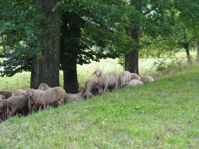 Schafe unter Eiche P8150004.JPG