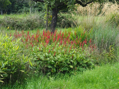 Persicaria amplexicaule 'Atropurpureum' P8150005.JPG