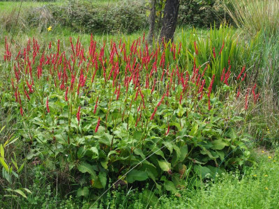 Persicaria amplexicaule 'Atropurpureum' P8150006.JPG