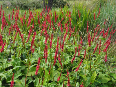 Persicaria amplexicaule 'Atropurpureum' P8150009.JPG