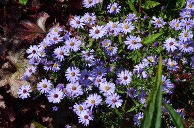Aster_novae_belgiae-Treffpunkt.21-1.jpg