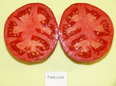 230814_Field Lord_3.jpg