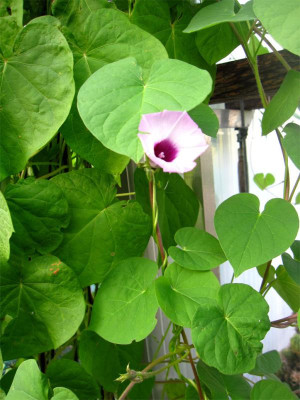 Ipomoea-cordatotriloba3.jpg