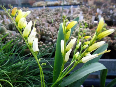 Ipomoea-lobata-Citronella1.jpg