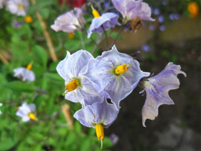 Solanum-tuberosum-Grimpante.jpg