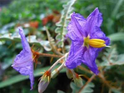 Solanum-pyracanthum.jpg