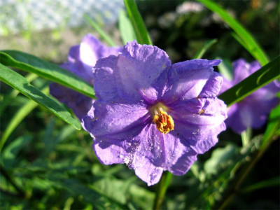 Solanum-laciniatum.jpg
