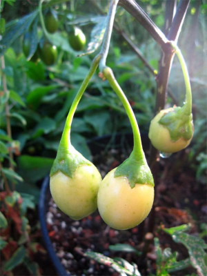 Solanum-laciniatum-Früchte.jpg