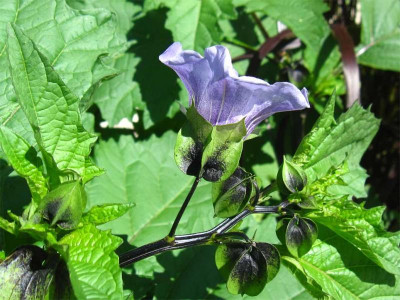Nicandra physaloides.jpg