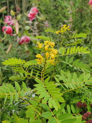 IMG_20230817_182704_Bokeh.jpg