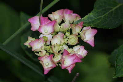 Hortensie_rosa.jpg