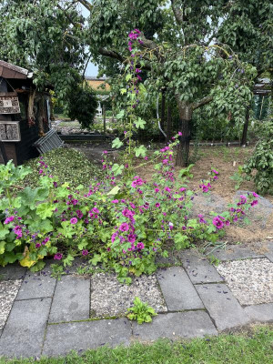 IMG_7595.jpeg