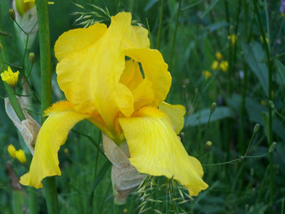 100_1341_IRIS_gelb_Blute___800.jpg
