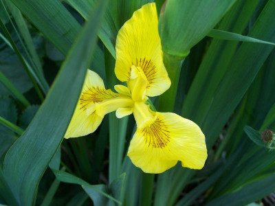 100_1347_IRIS_pseudacorus__800.jpg