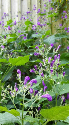 20230818_133532 Strobilanthes.jpg