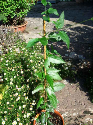Vincetoxicum-scandens1.jpg