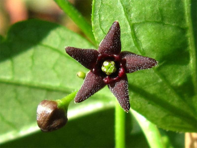 Vincetoxicum--scandens-Blüte.jpg