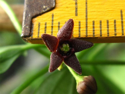 Vincetoxicum-scandens-Vergleich.jpg
