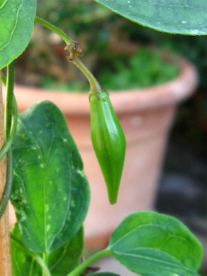 Vincetoxicum-scandens-Frucht.jpg