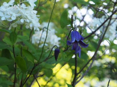 Rooguchi in Limelight P8180005.JPG
